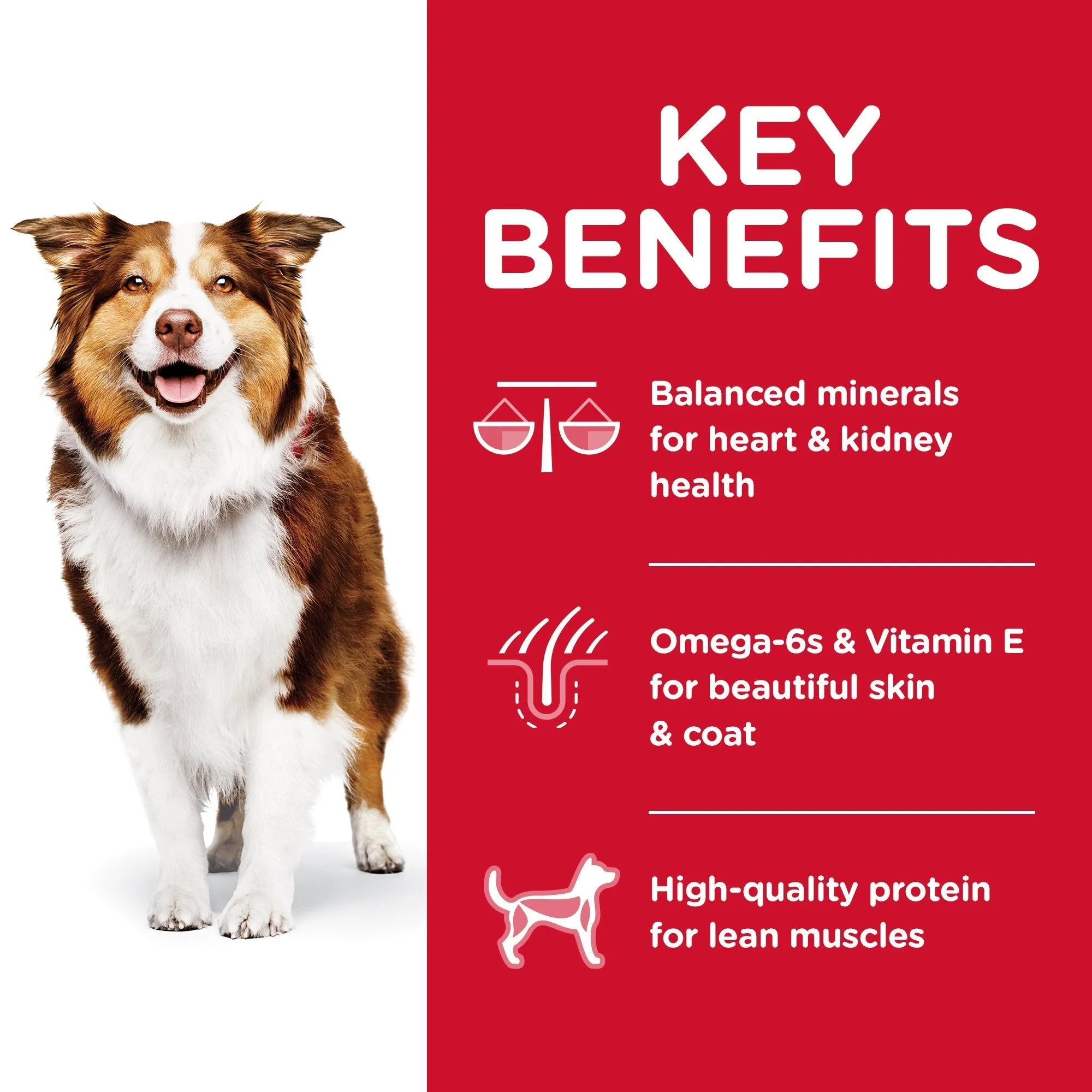 Hills Science Diet Senior Adult 7  Dry Dog Food 12kg^^^