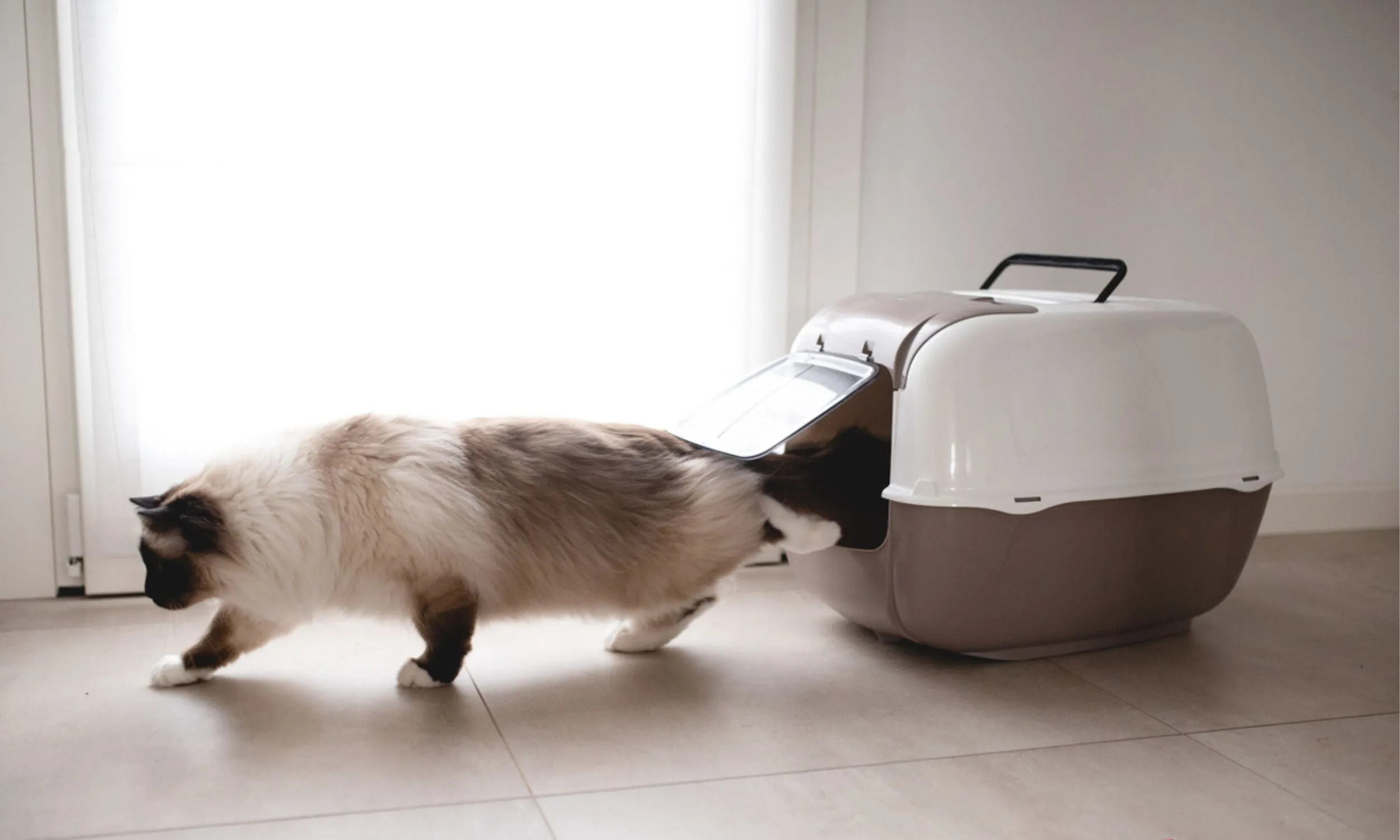 Prima Cabrio Cat Litter Box (Assorted Colours)