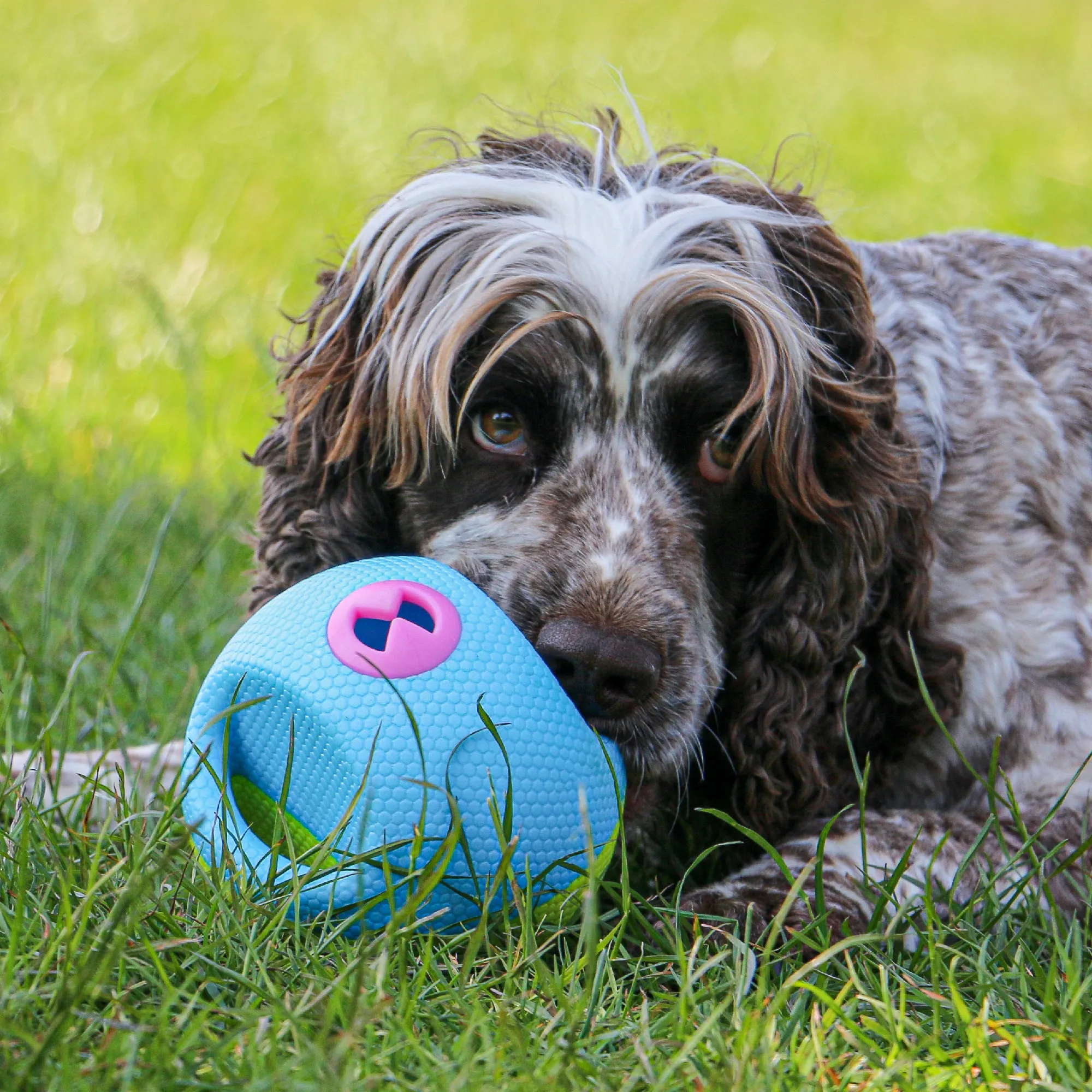ÖRVA INTERACTIVE TREAT BALL